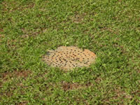 Absorption well&Biopori Hole